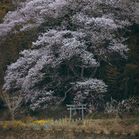 満開の桜の木の下に佇む鳥居（子授け櫻）の写真