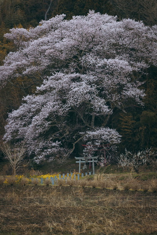 満開の子授け櫻の大樹の下に佇む鳥居と春の風景