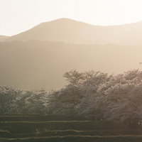 夕陽に染まる笹原川の千本桜並木 福島県郡山市の春の風景の写真