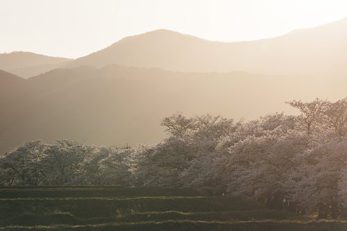 夕陽に染まる笹原川の千本桜並木 福島県郡山市の春の風景