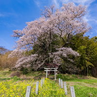 春の青空に満開の子授け櫻と菜の花が咲く鳥居の風景の写真