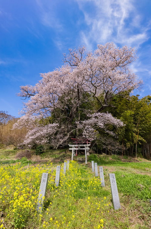 春の青空に満開の子授け櫻と菜の花が咲く鳥居の風景