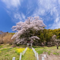 奉納石柱の先に佇む子授け櫻と鳥居・春の参道風景の写真