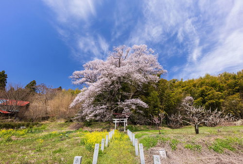 奉納石柱の先に佇む子授け櫻と鳥居・春の参道風景