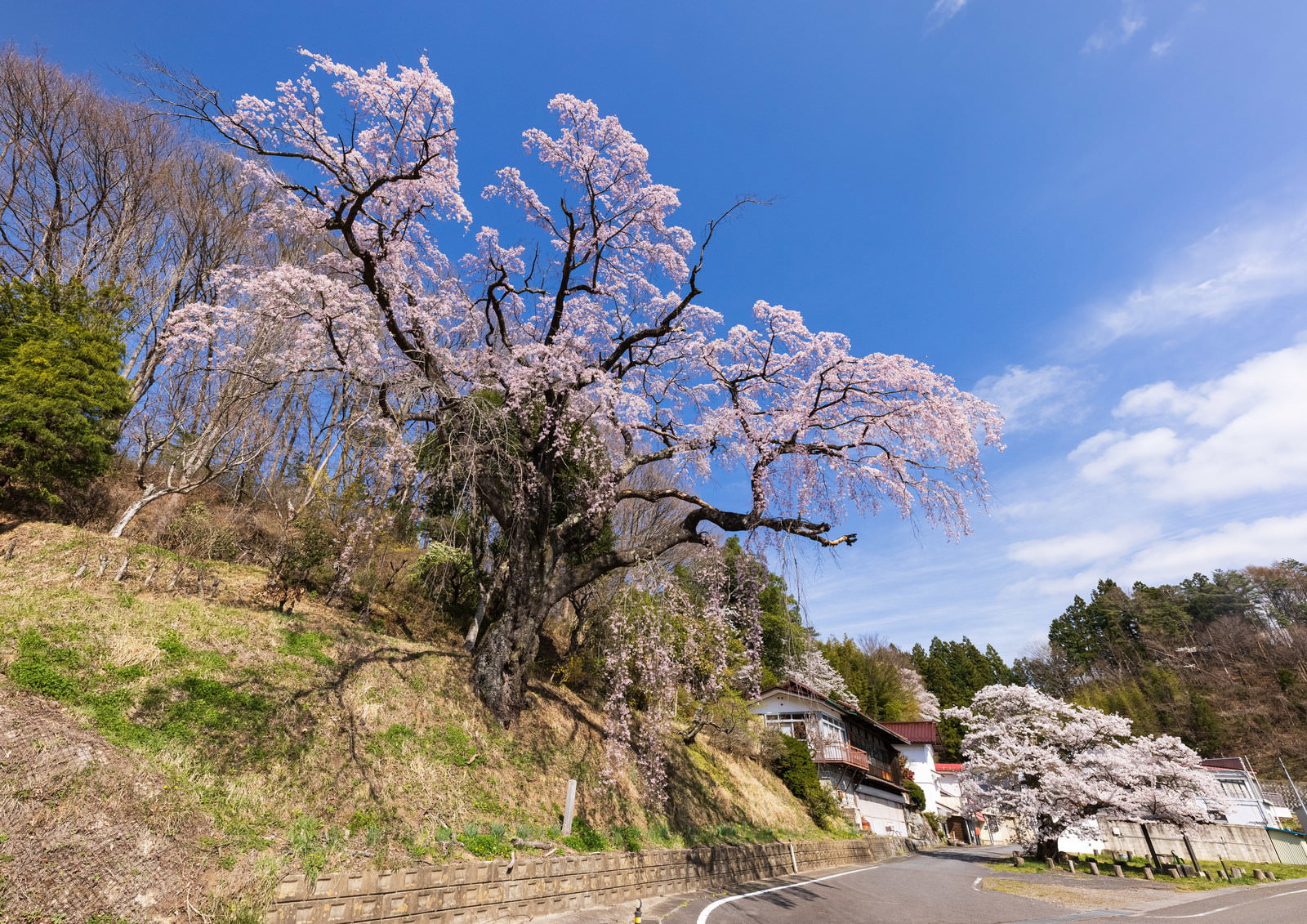 樹齢の古い伊勢桜が满開で咲き、太い幹と淡いピンク色の花房が青空に映える春景色