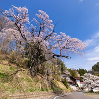 青空に咲く樹齢の古い春の伊勢桜、福島県郡山市の満開の桜並木の写真