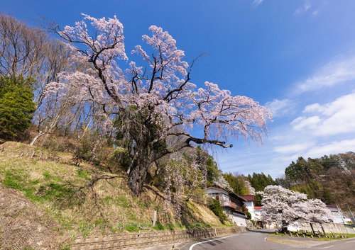 青空に咲く樹齢の古い春の伊勢桜、福島県郡山市の満開の桜並木