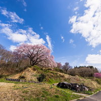 どこまでも続く青空と満開の枝垂桜（郡山市・表の桜）の写真