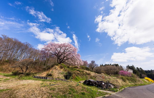 どこまでも続く青空と満開の枝垂桜（郡山市・表の桜）