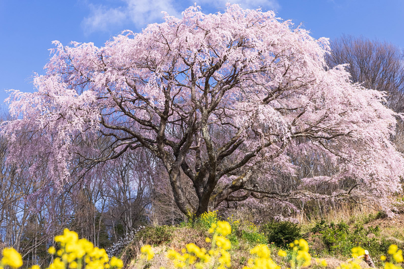 菜の花が咲く中で満開になった薄紫色の枝垂桜の全景