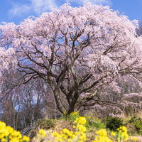 菜の花と満開の枝垂桜が共演する福島県郡山市の春風景の写真