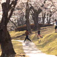 逢瀬公園の桜吹雪の中を走る子供達と満開の桜並木の写真
