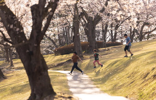 逢瀬公園の桜吹雪の中を走る子供達と満開の桜並木