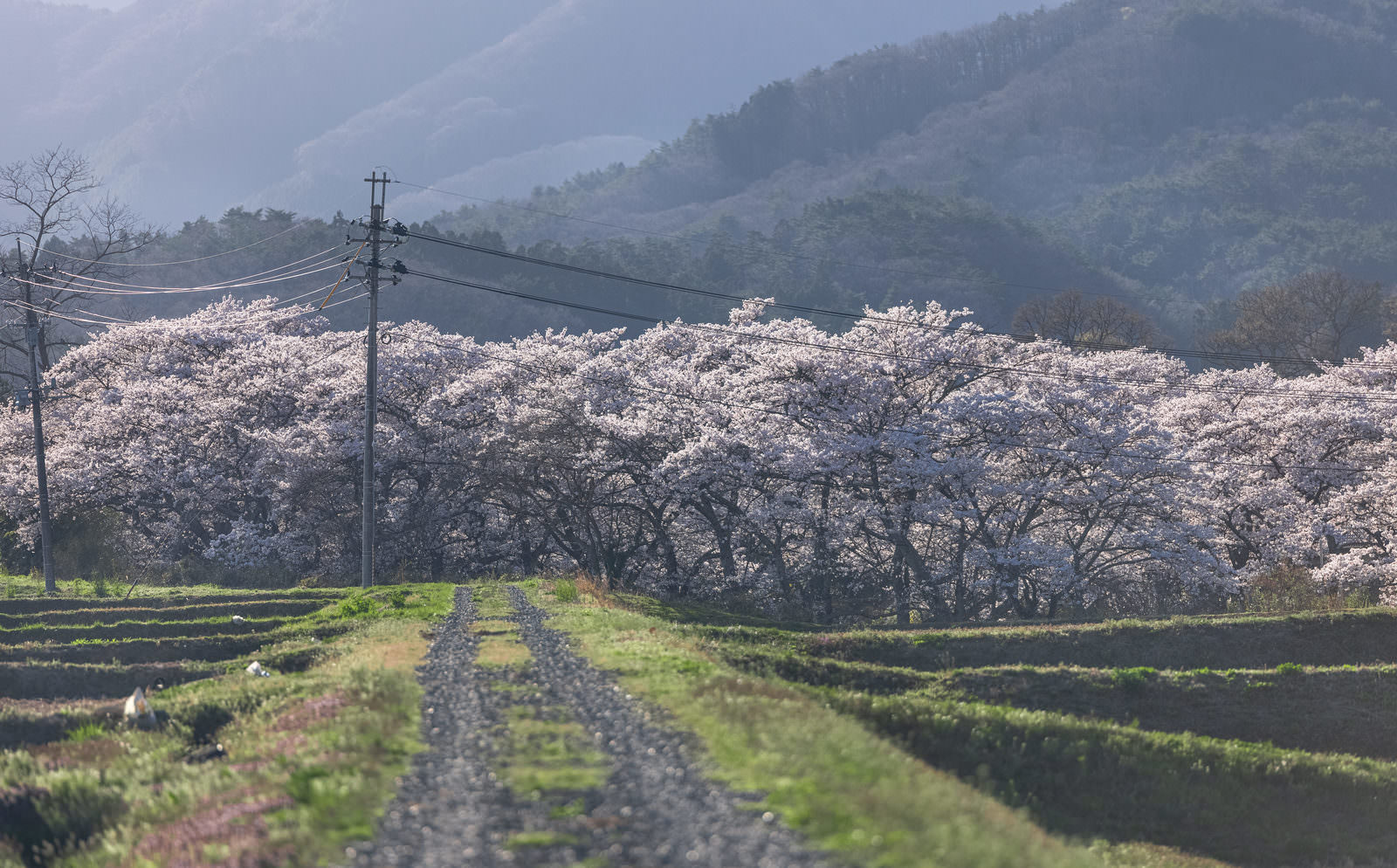 笹原川千本桜に向かう轍が残る道と満開の桜並木