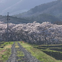 笹原川の千本桜に向かう轍残る道、満開の桜並木の写真