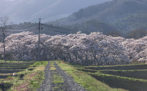 笹原川の千本桜に向かう轍残る道、満開の桜並木