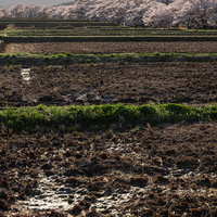 田んぼ越しに見える笹原川千本桜の春景色の写真