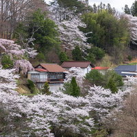 春が訪れる福島県郡山市の民家を彩る伊勢桜の風景の写真