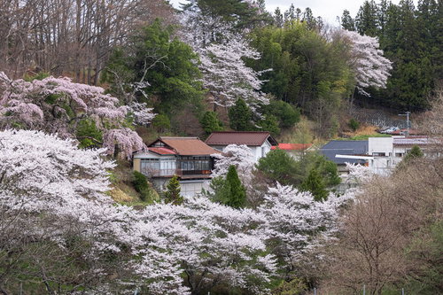 春が訪れる福島県郡山市の民家を彩る伊勢桜の風景
