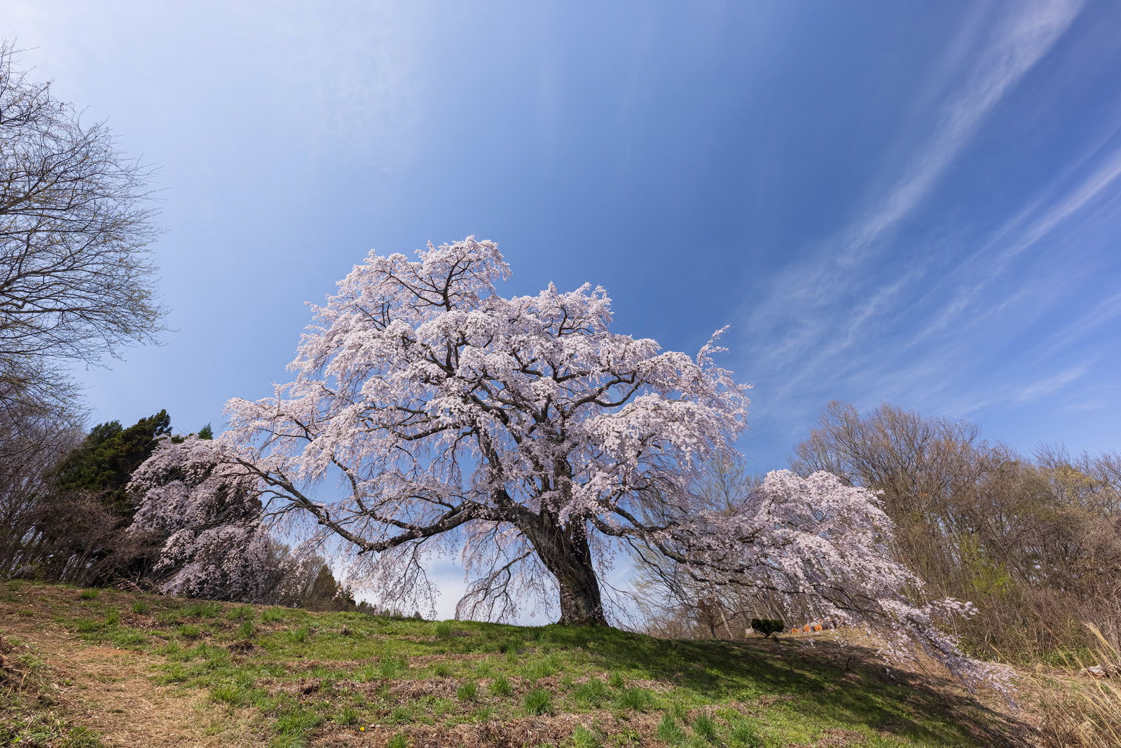 青空の下で満開に咲く五斗蒔田桜