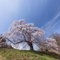 青空と薄雲に映える五斗蒔田桜の満開、福島県郡山市の名所一本桜の写真