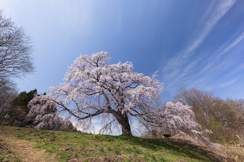 青空と薄雲に映える五斗蒔田桜の満開、福島県郡山市の名所一本桜