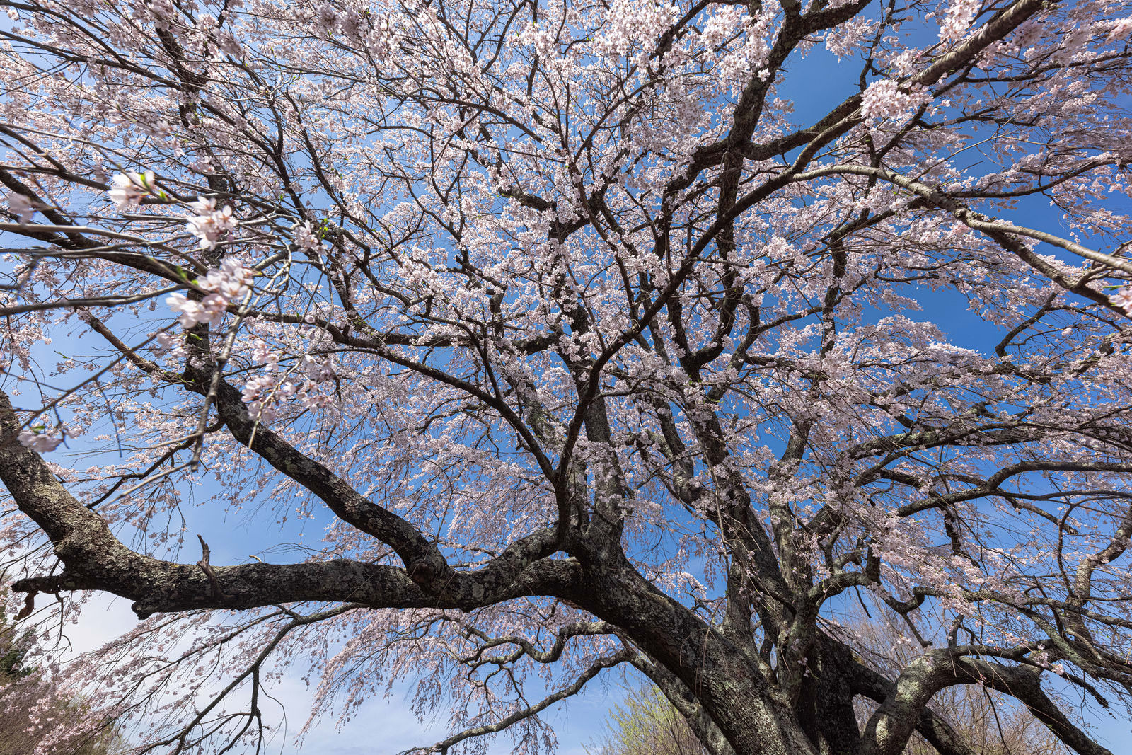 青空を背景に満開の薄ピンクの桜が枝を広げている一本桜