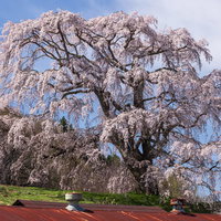 錆び付いたトタン屋根と満開の五斗蒔田桜の春景色の写真
