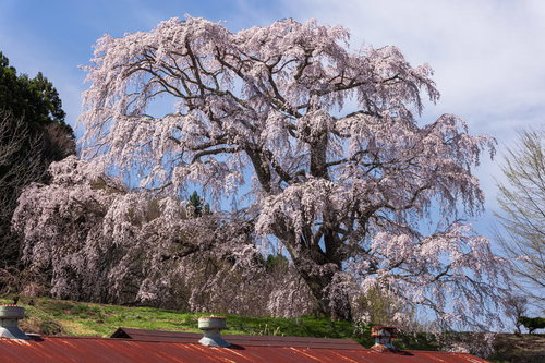 錆び付いたトタン屋根と満開の五斗蒔田桜の春景色