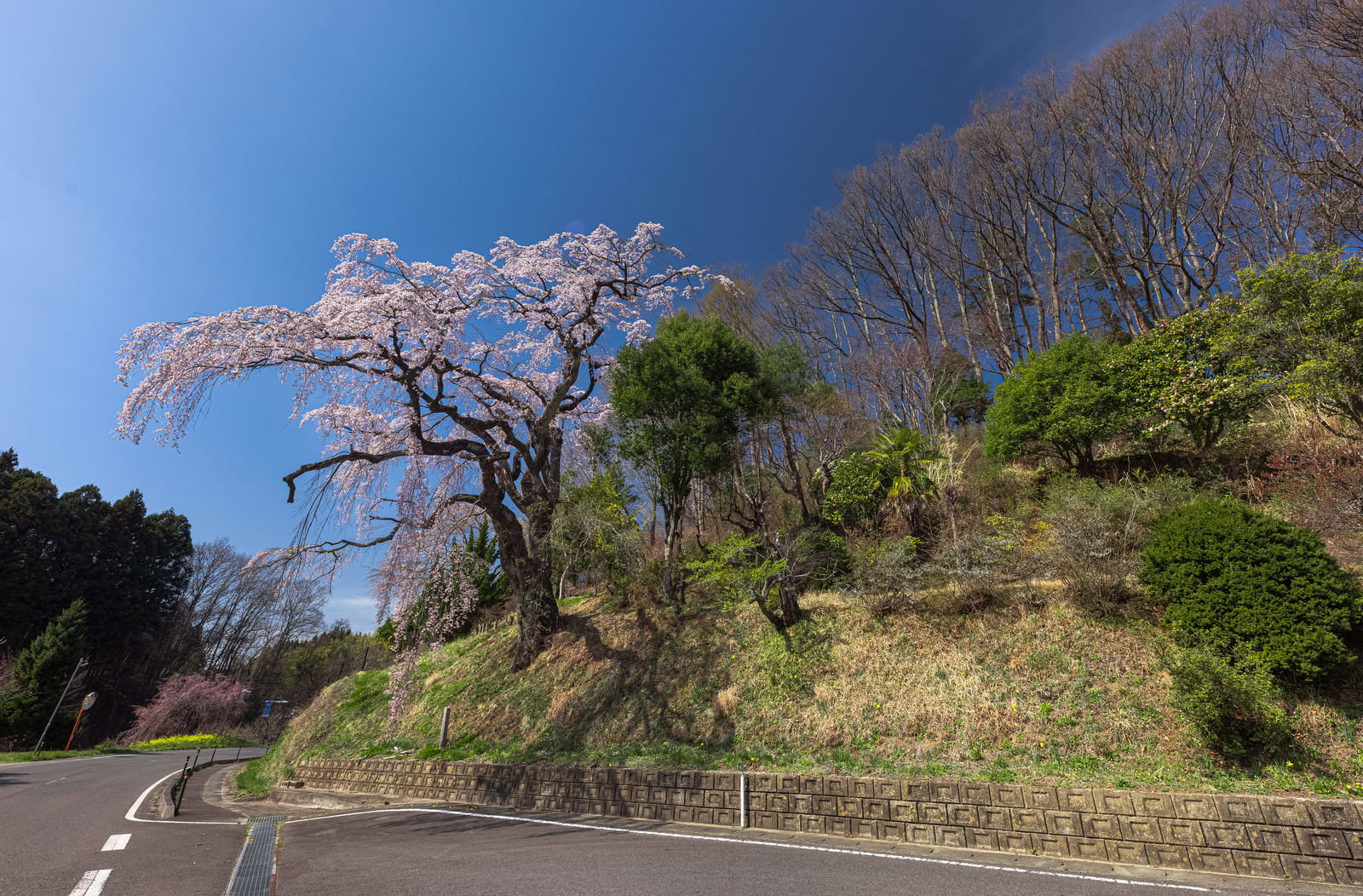 車道脇に咲く樹齢の長い伊勢桜。淡いピンクの花が房状に垂れ下がり、後ろの丘に新緑が茂る