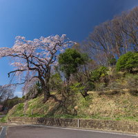 車道沿いに咲く春の伊勢桜、樹齢を重ねた古木の姿の写真