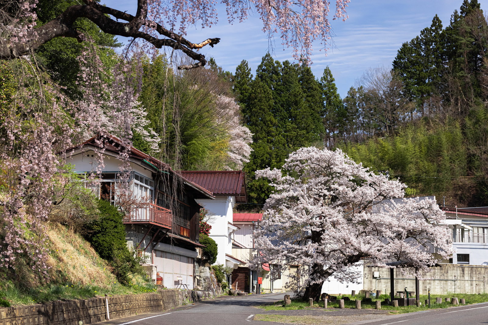 伊勢桜の春、白い桜の花が咲く民家街の風景