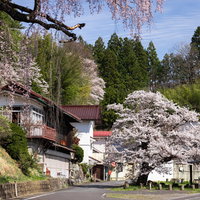 伊勢桜の春と伊勢商店街の民家の街並み、桜並木の写真