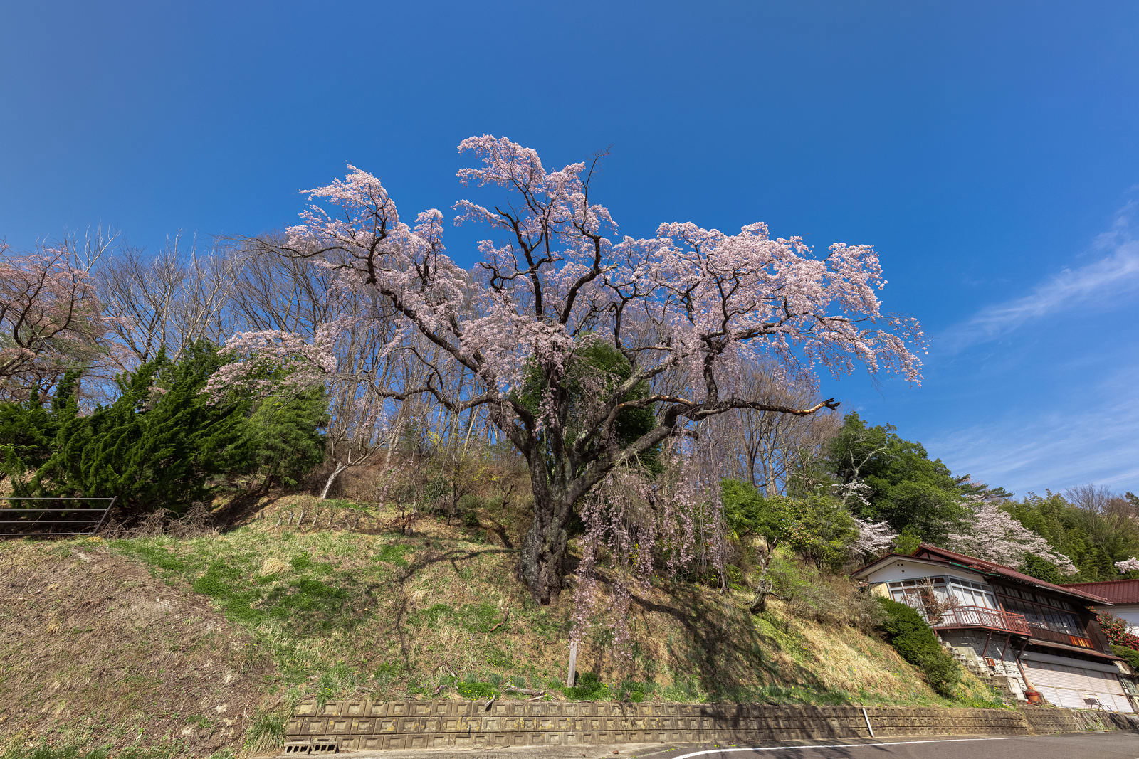 Weeping cherry blossoms in full bloom viewed from a low angle. Pale pink flowers drape downward against a blue sky background