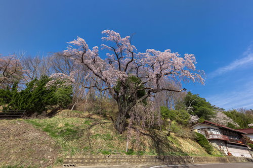 斜面に咲く樹齢の古い枝垂れ桜と新緑（伊勢桜）