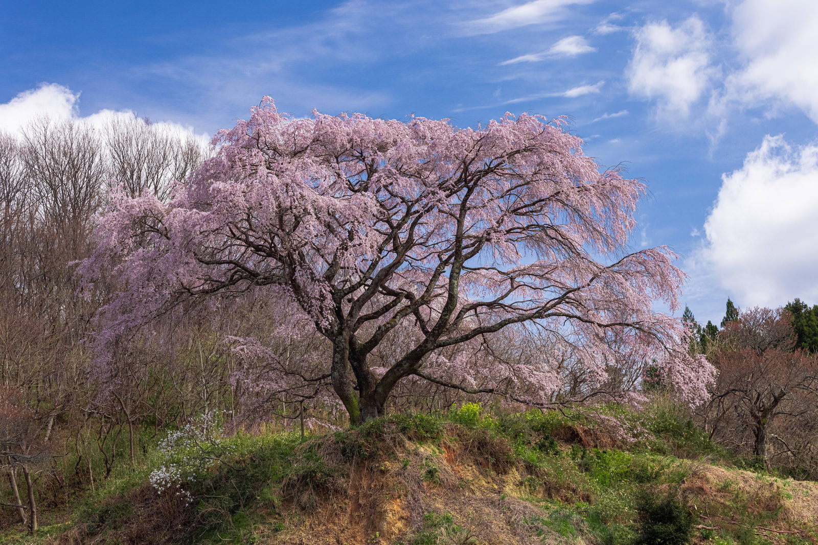 丘の斜面に立つ満開の枝垂桜