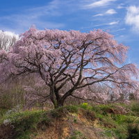 丘の上に咲く枝垂桜、満開の春--福島県郡山市の一本桜の写真