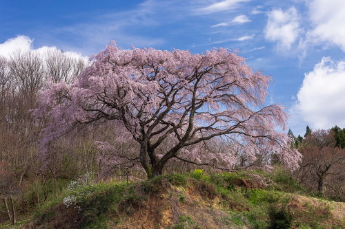 丘の上に咲く枝垂桜、満開の春--福島県郡山市の一本桜