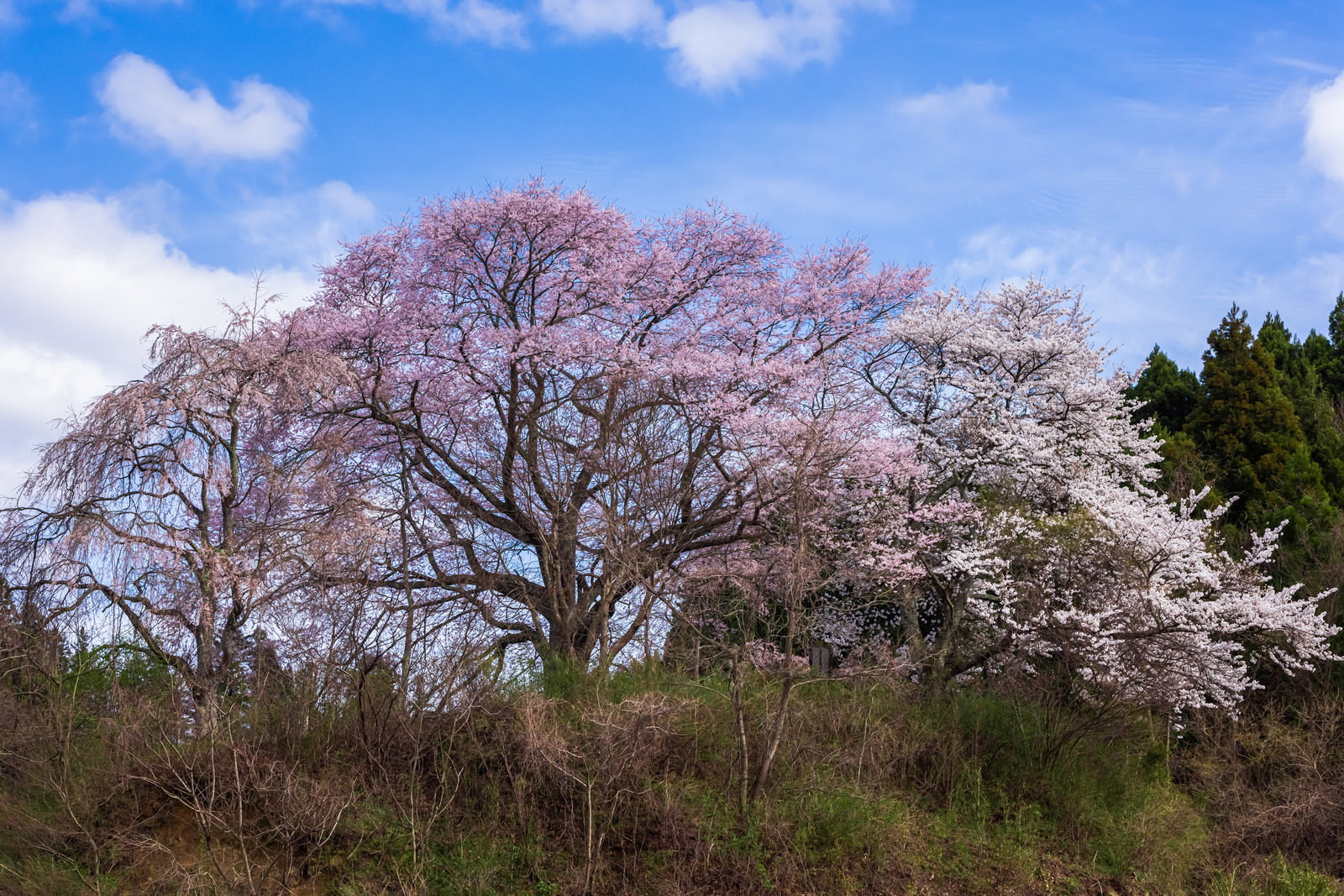 黒木の石造三層塔の周りに満開に咲くピンク色と白い桜の写真