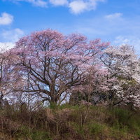 福島県郡山市 黒木の石造三層塔と満開の桜の写真