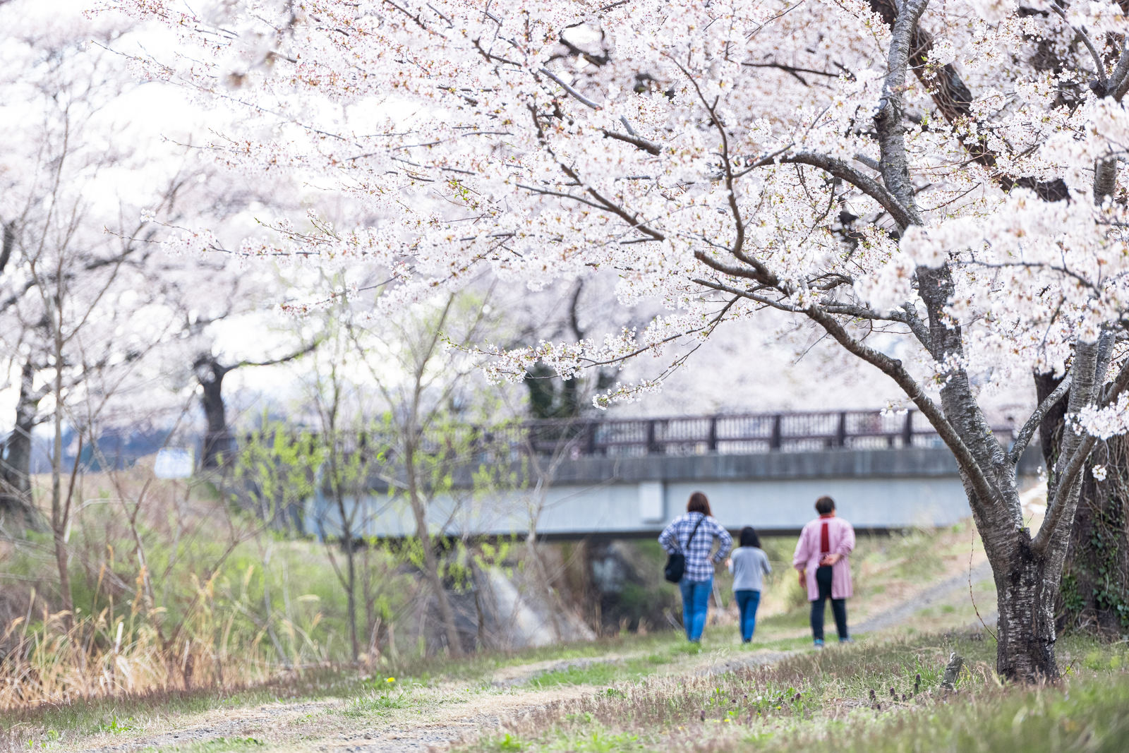 満開の桜並木の下、河川敷の土手を歩く家族の花見風景