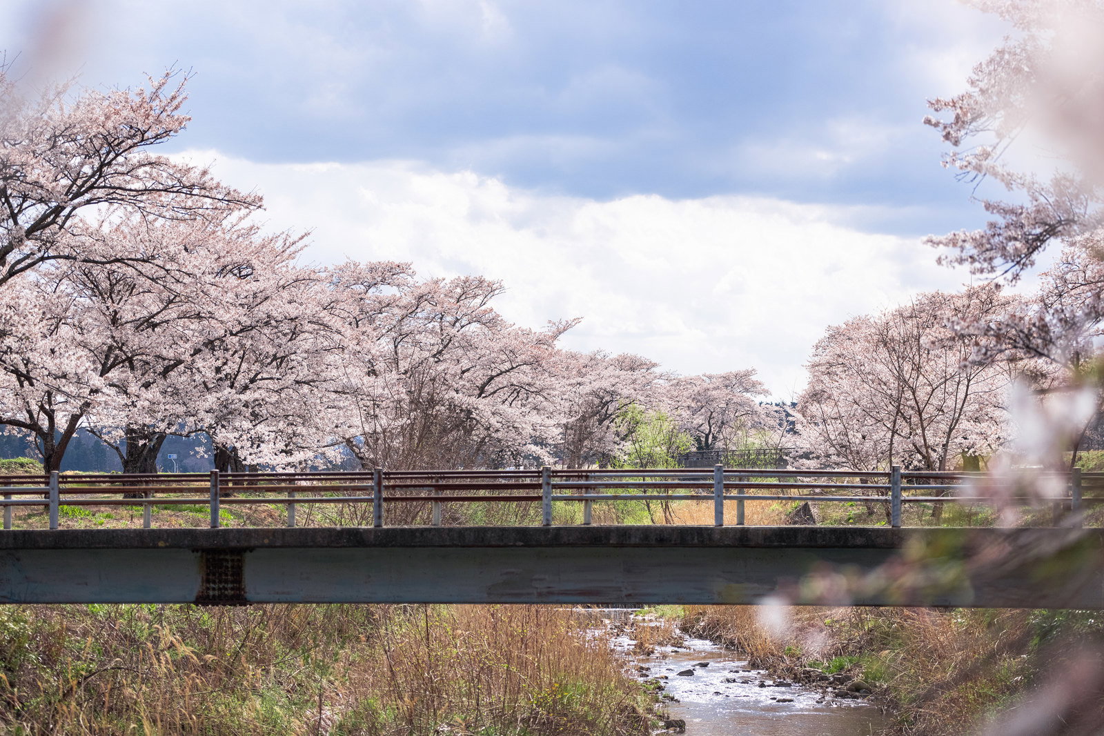 満開の桜並木が川の両岸に咲き誇り、橋が架かる春の風景