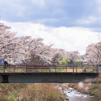 笹原川の千本桜と橋が咲く川沿いの桜並木-郡山市の春景色の写真