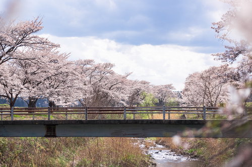 笹原川の千本桜と橋が咲く川沿いの桜並木-郡山市の春景色