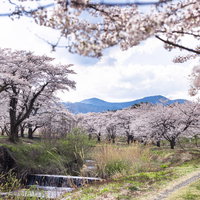 福島県郡山市・笹原川の河川敷に咲く千本桜の写真