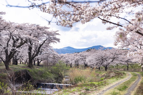 福島県郡山市・笹原川の河川敷に咲く千本桜