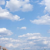 笹原川千本桜の満開の桜並木の上に広がる青空の写真
