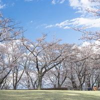 快晴な空模様と花見客でにぎわう逢瀬公園の桜並木の写真