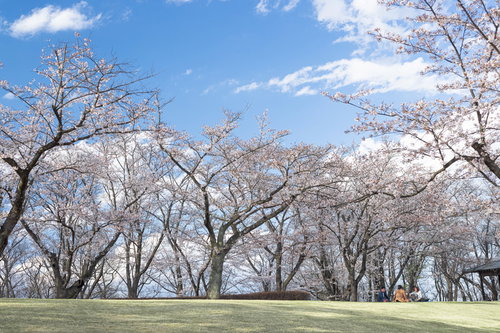 快晴な空模様と花見客でにぎわう逢瀬公園の桜並木