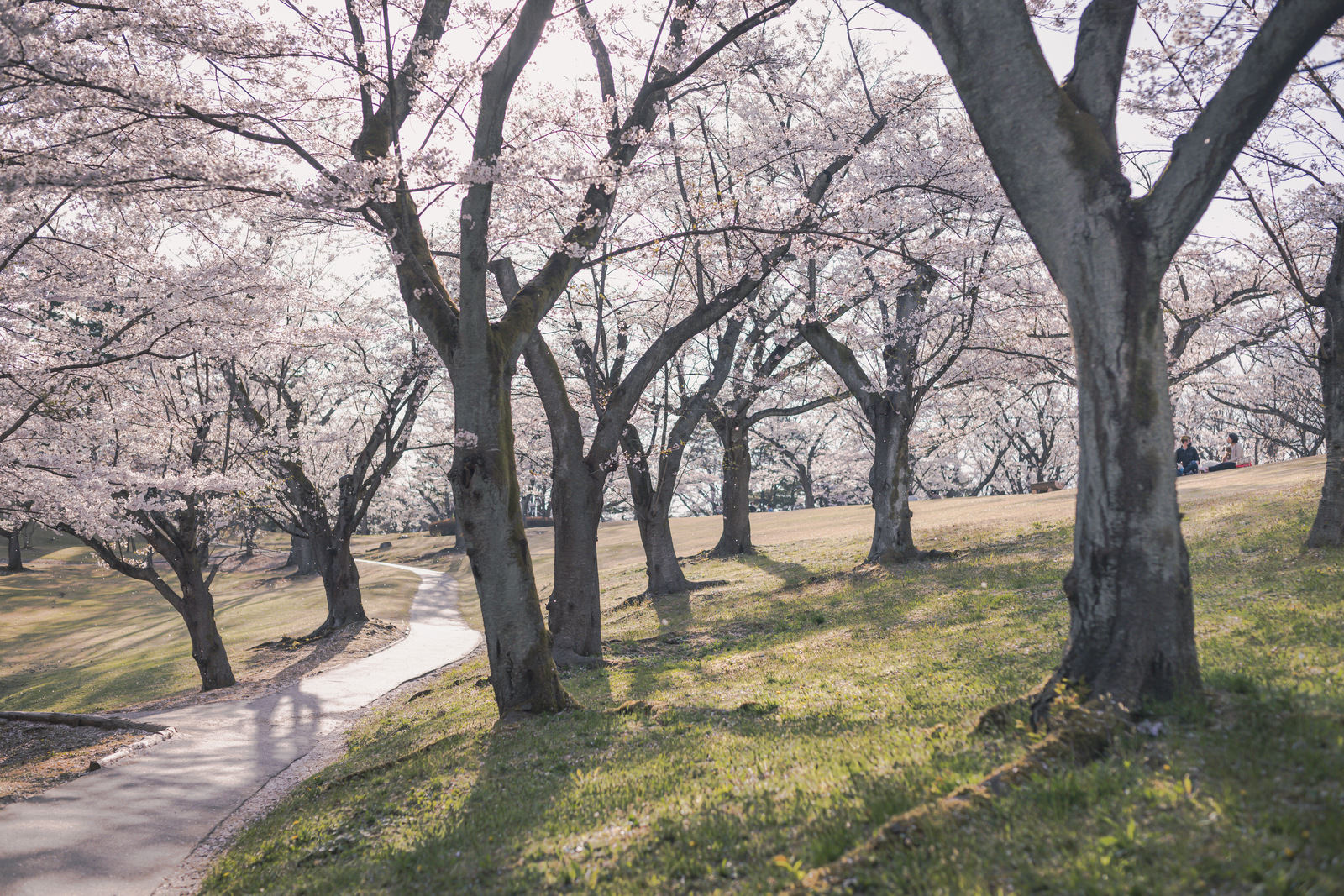 満開の桜の樹が並ぶ緑の芝生の公園で花見客が集う